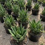 Aloe Mitriformis - výška 15-25 cm, kont. C5L